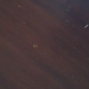 Meet your Posher, Lizzy